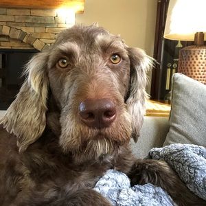 Meet your Posher, Zachary